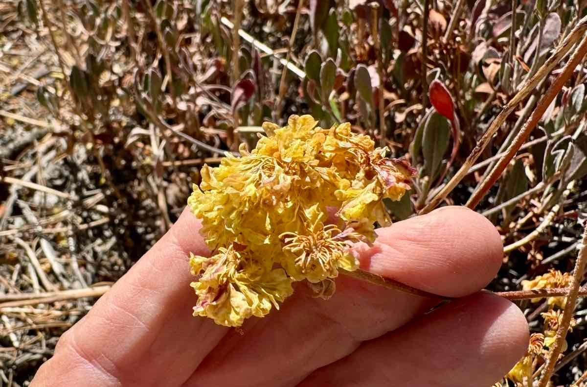 Eriogonum umbellatum var. furcosum