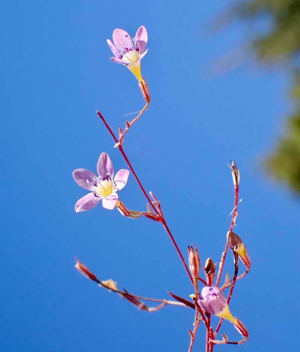 Navarretia leptalea ssp. bicolor