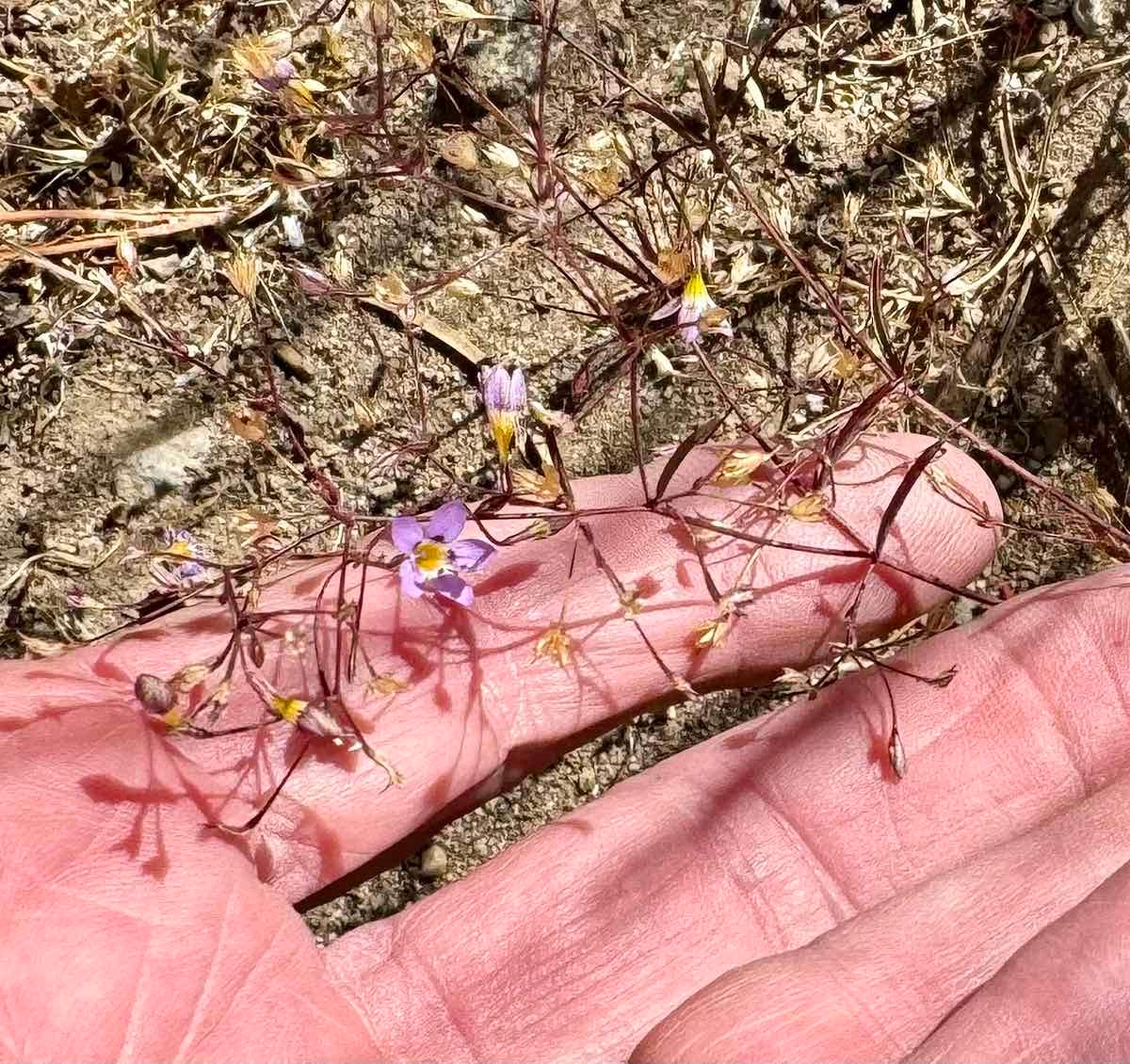 Navarretia leptalea ssp. bicolor