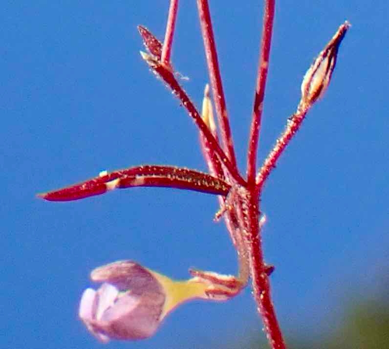 Navarretia leptalea ssp. bicolor