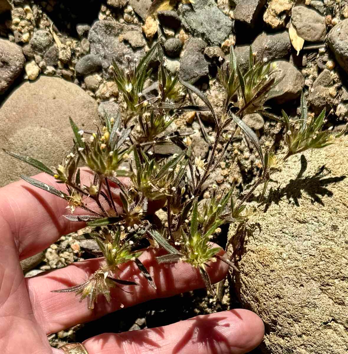 Navarretia capillaris