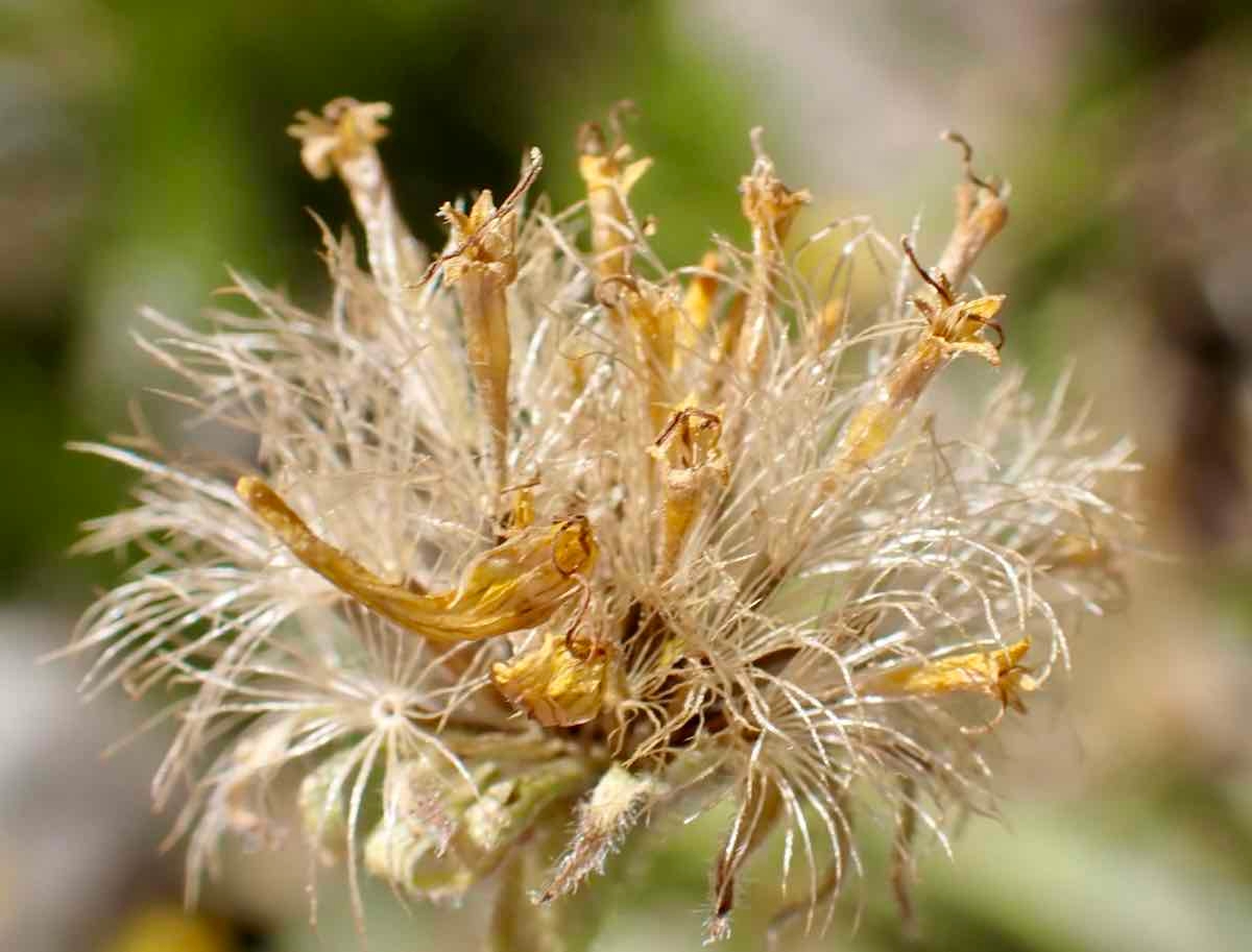 Arnica longifolia