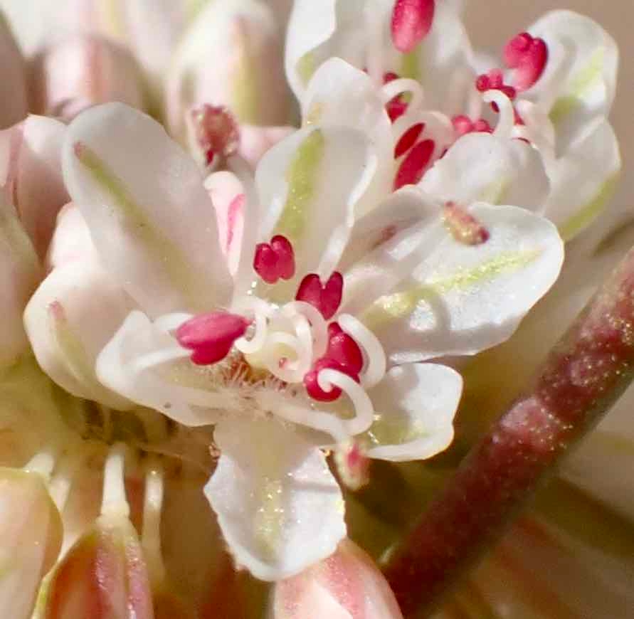 Eriogonum nudum var. deductum