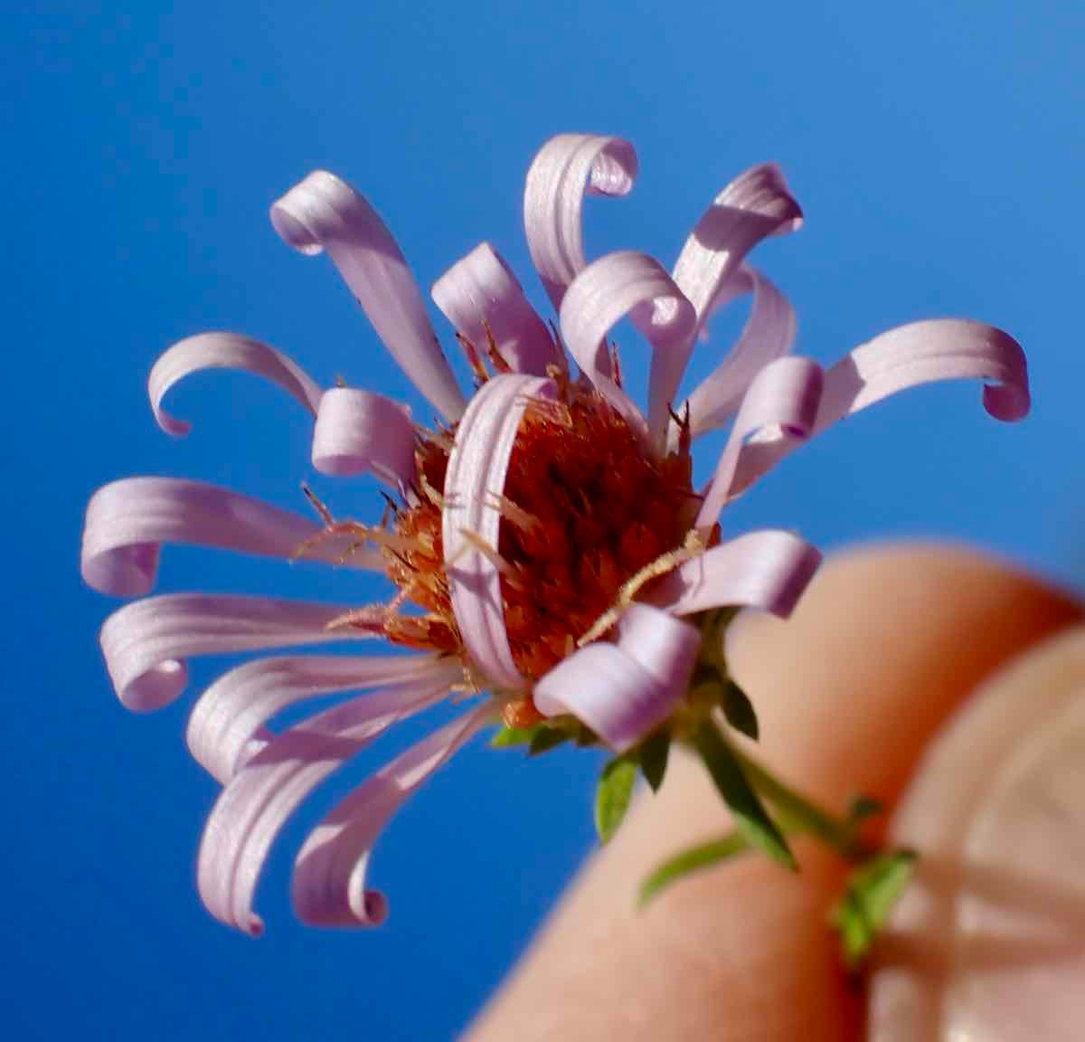 Symphyotrichum ascendens