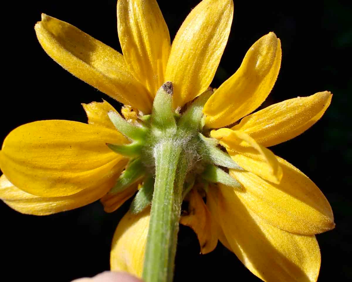 Rudbeckia californica