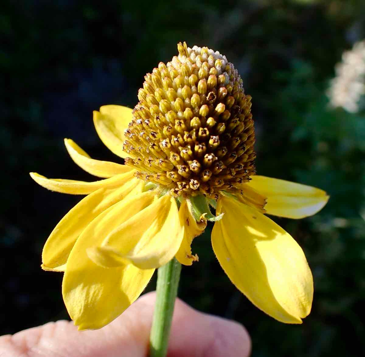 Rudbeckia californica