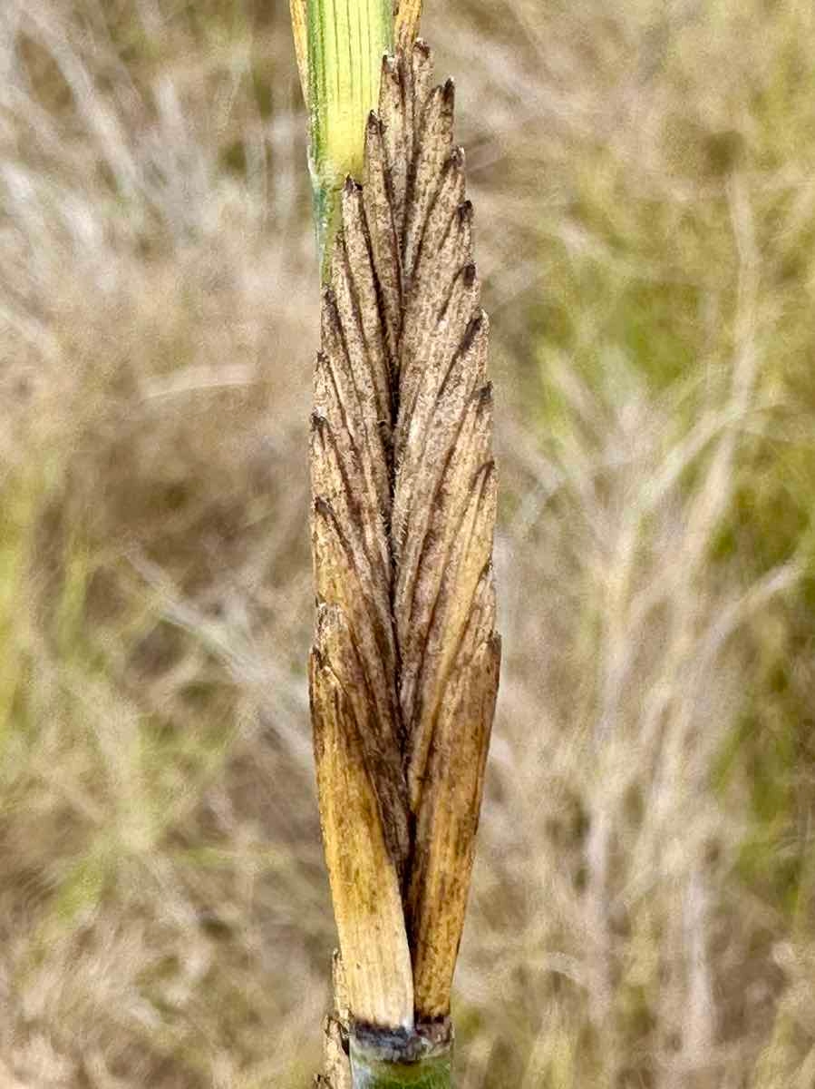 Elymus ponticus