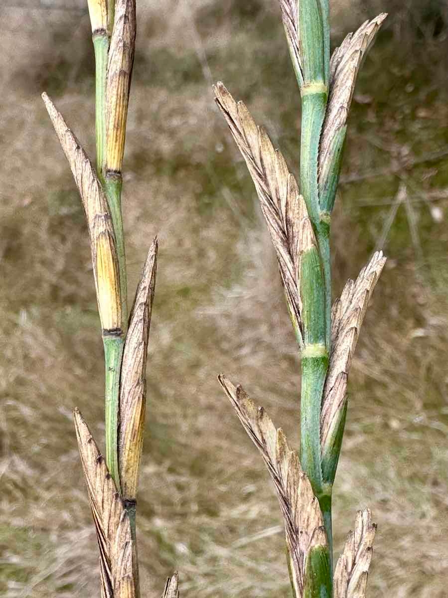 Elymus ponticus