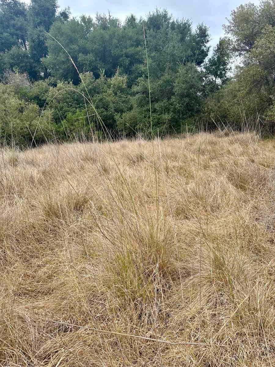 Elymus ponticus