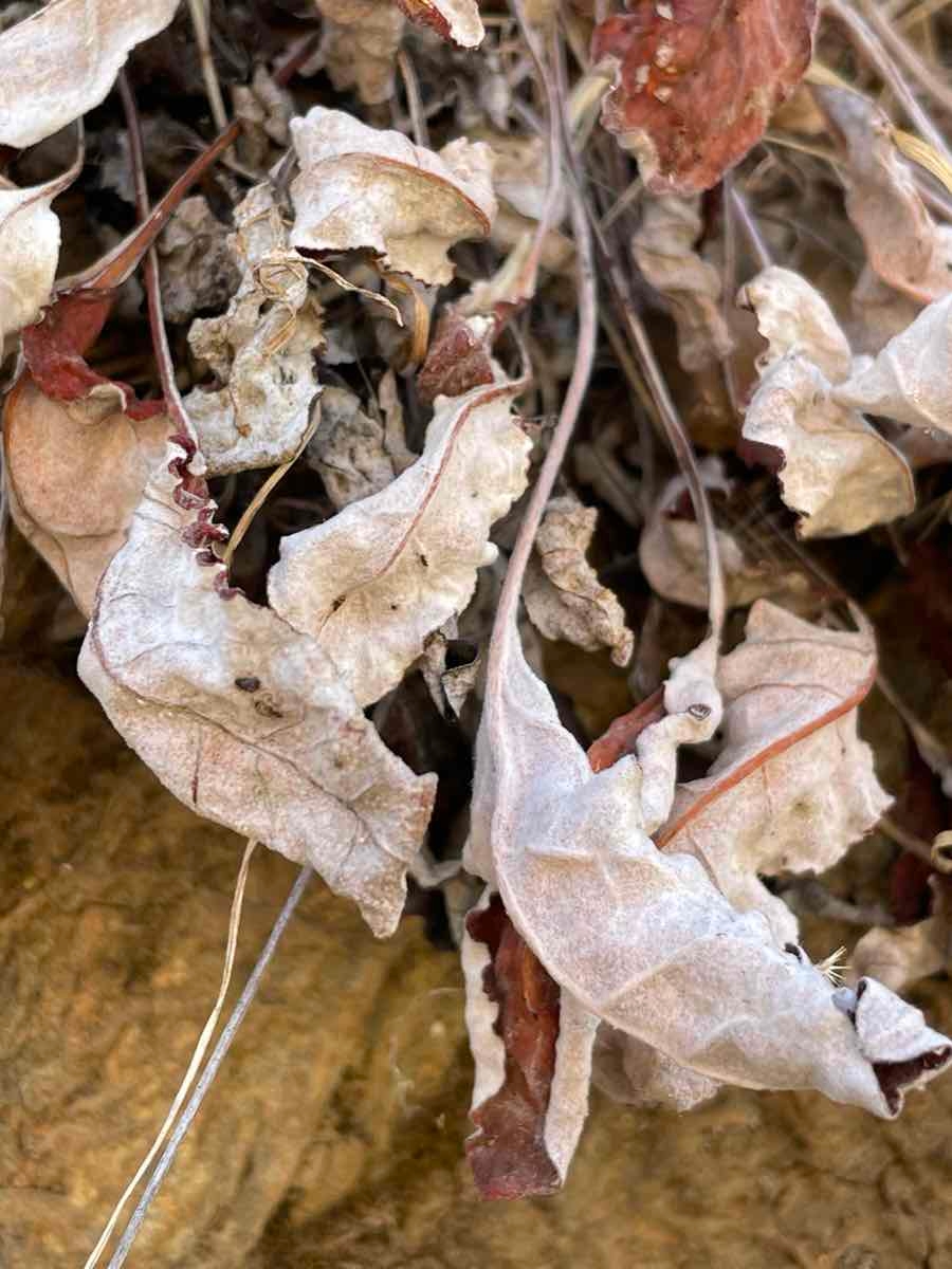 Eriogonum nudum var. regirivum