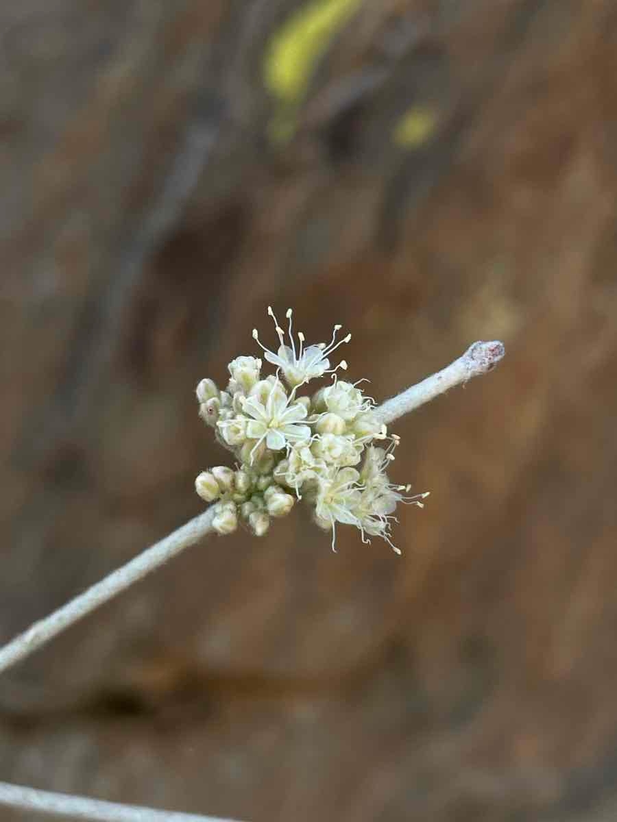 Eriogonum nudum var. regirivum