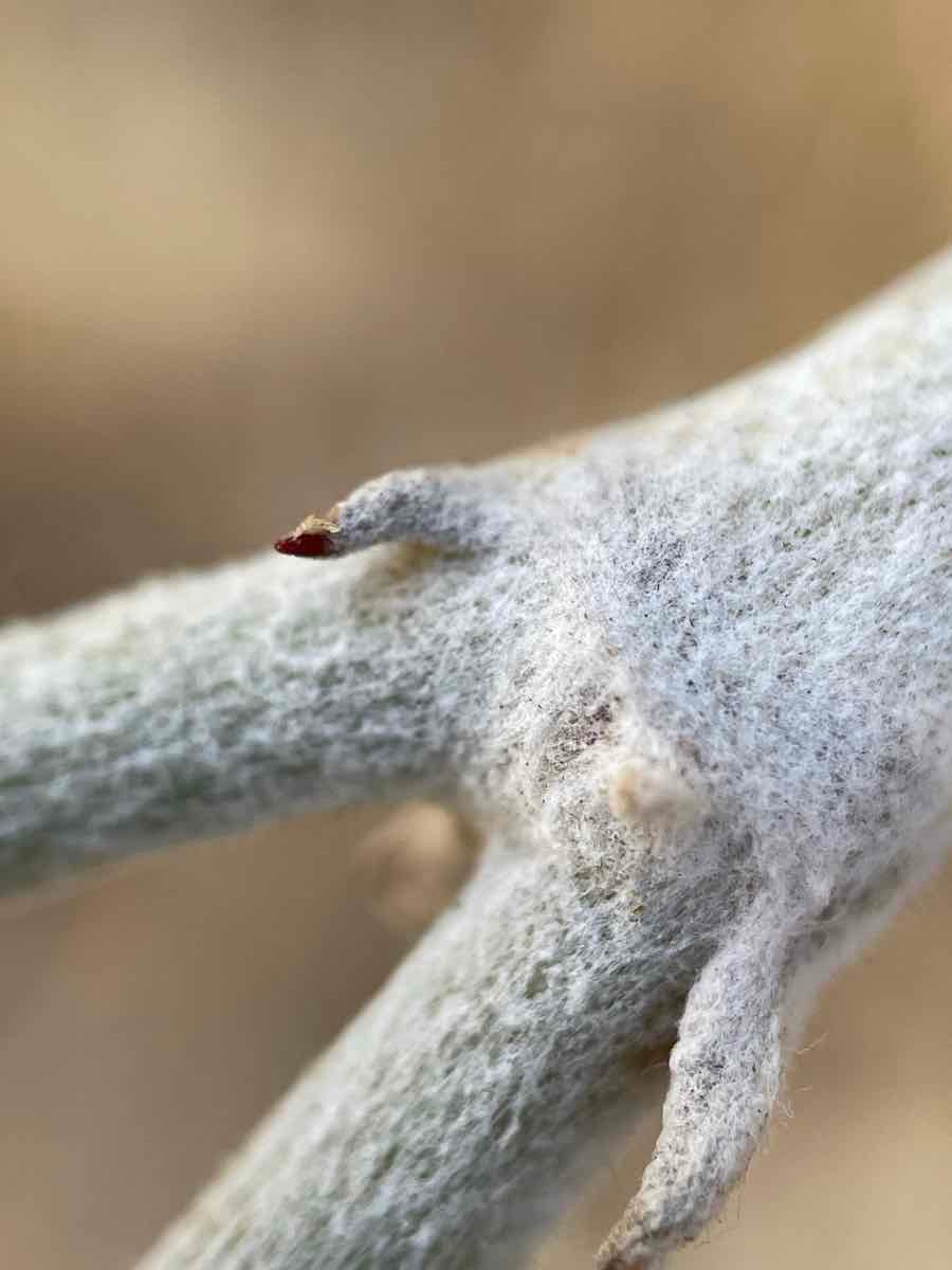 Eriogonum nudum var. regirivum