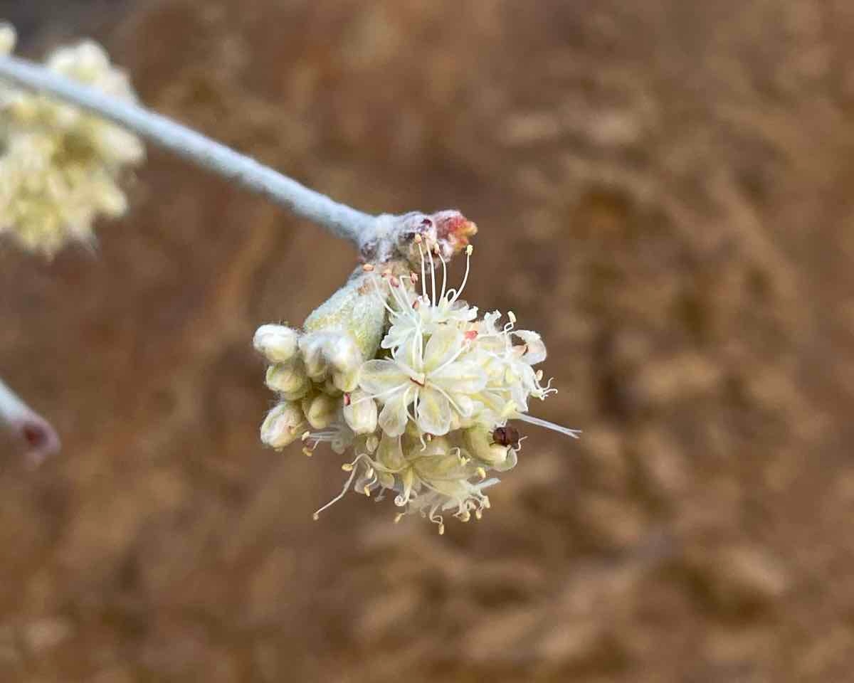 Eriogonum nudum var. regirivum