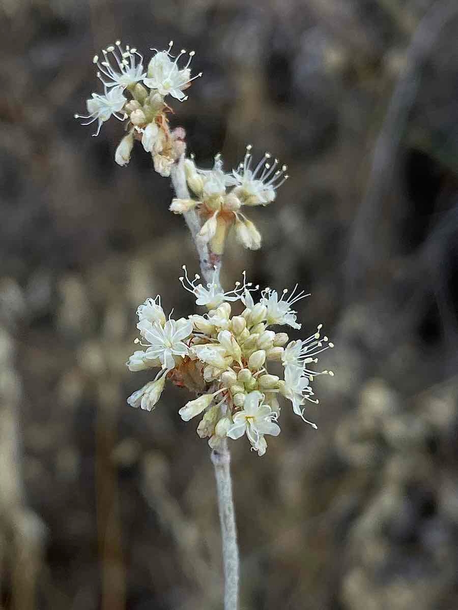 Eriogonum nudum var. regirivum