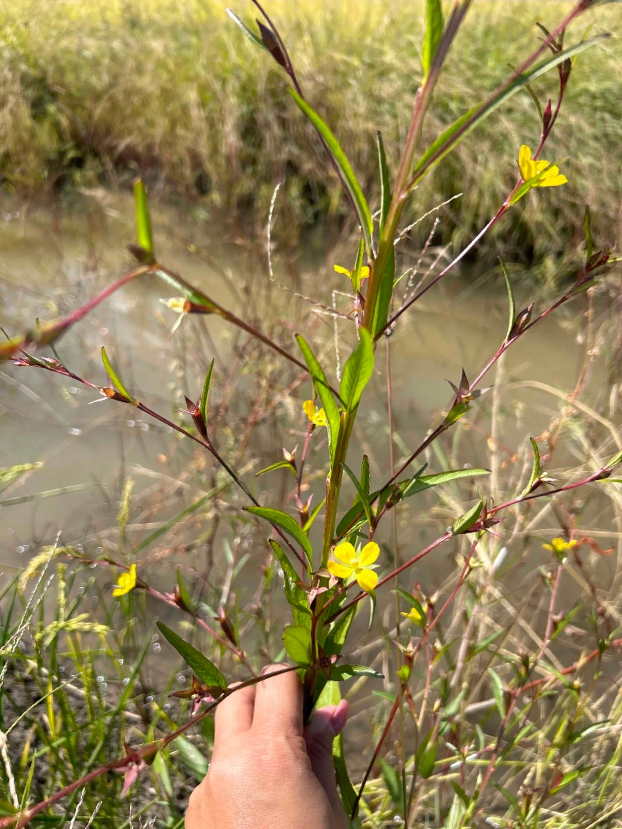 Ludwigia decurrens