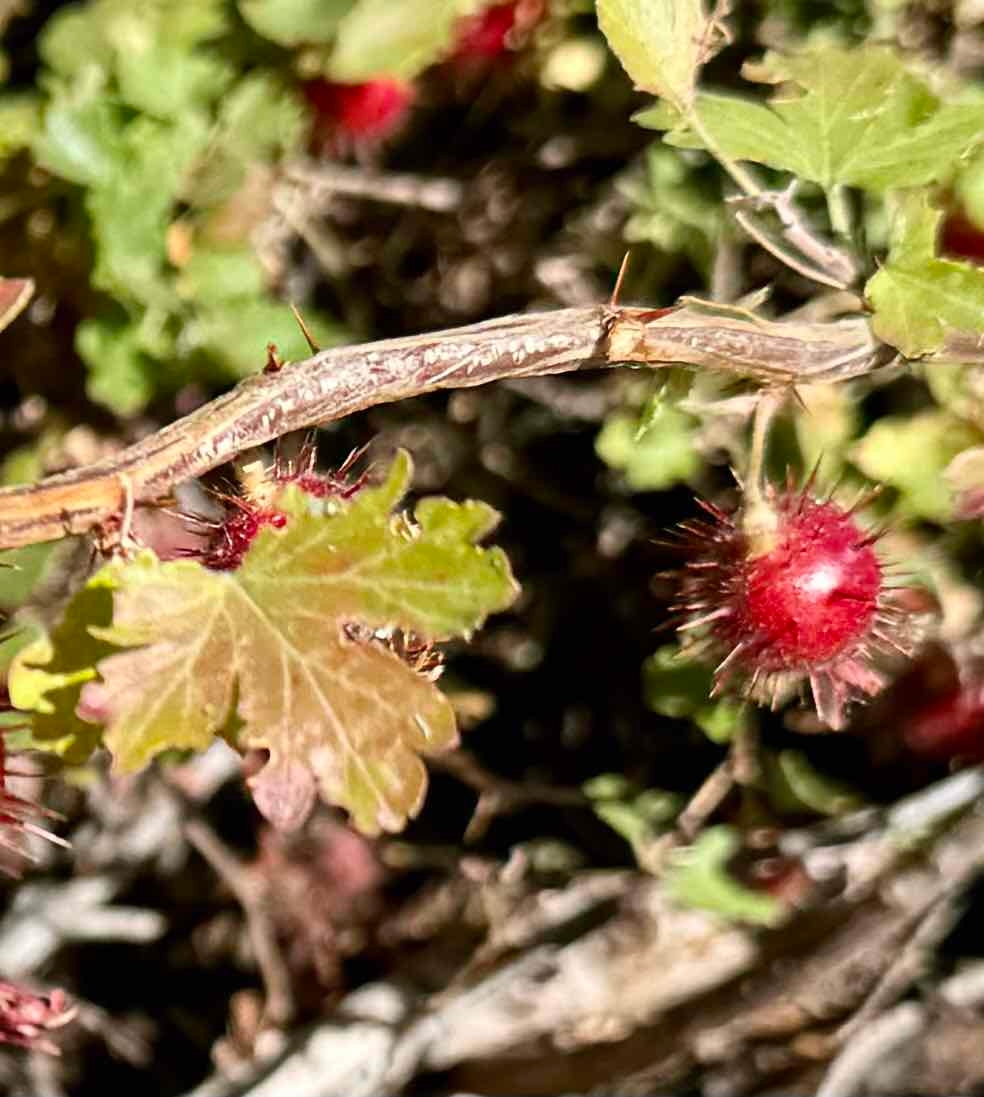 Ribes roezlii var. roezlii