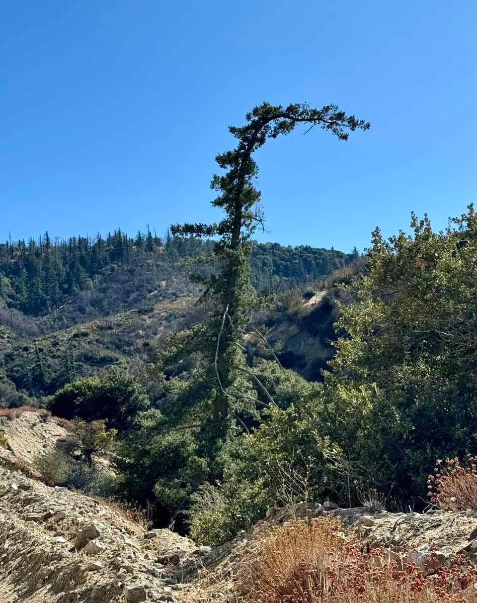 Pseudotsuga macrocarpa