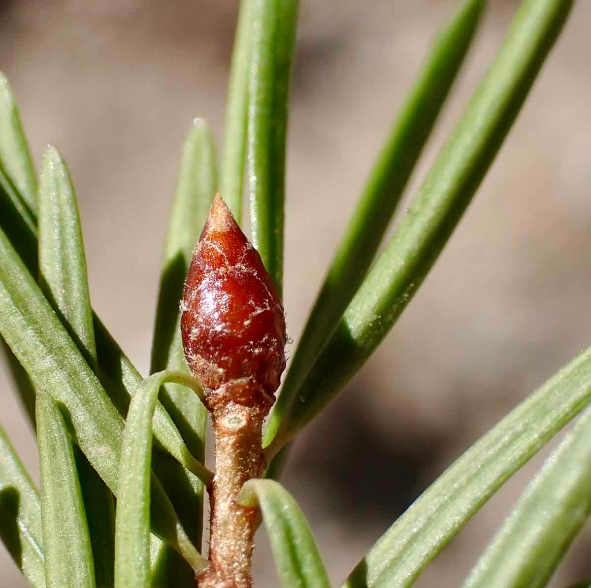 Pseudotsuga macrocarpa