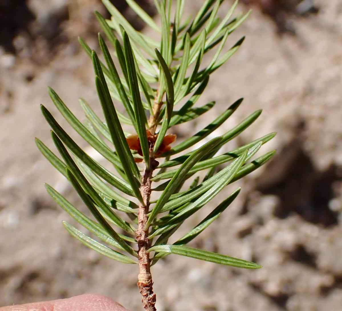 Pseudotsuga macrocarpa