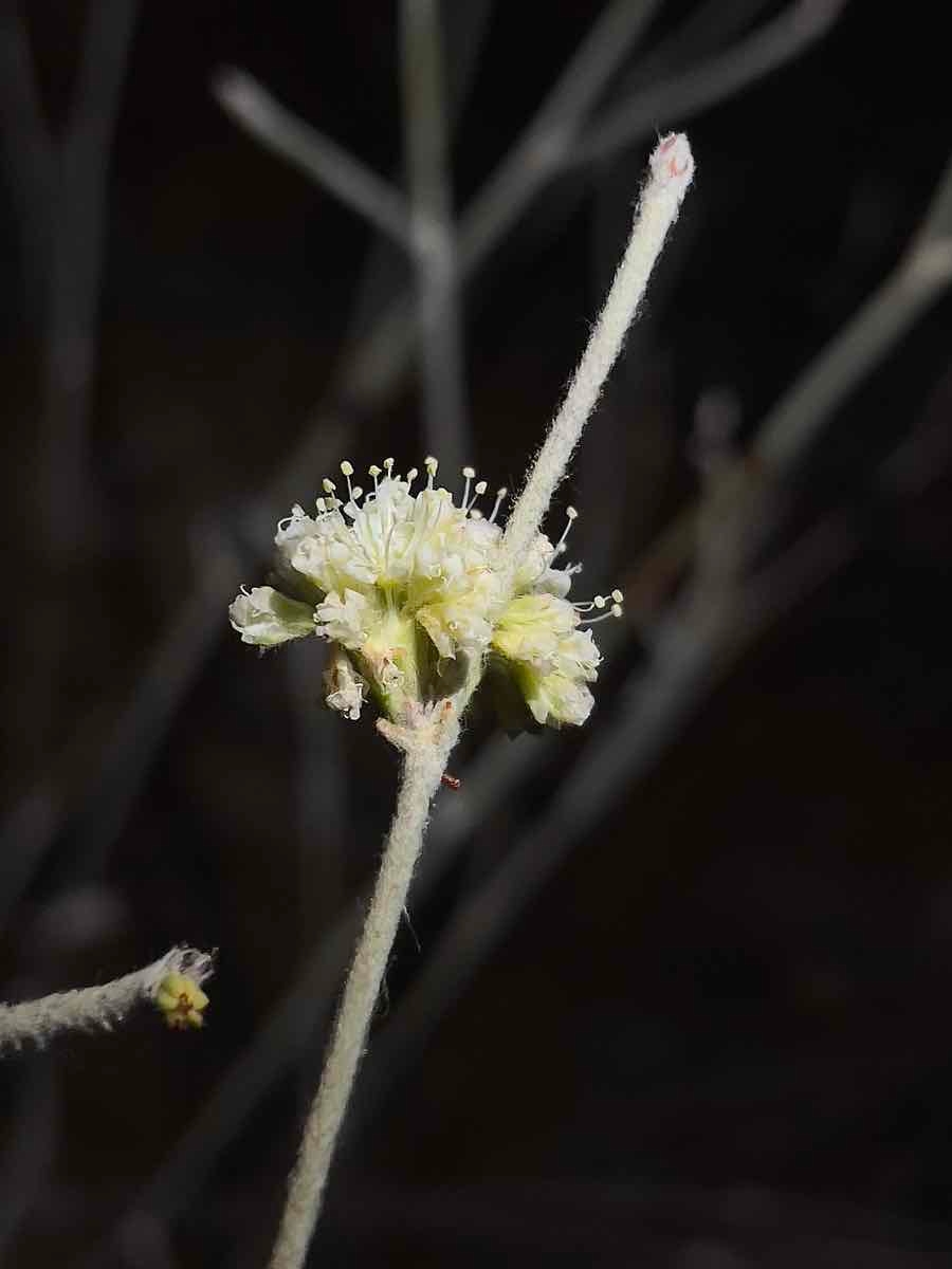 Eriogonum nudum var. regirivum