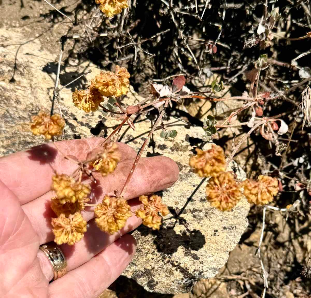 Eriogonum umbellatum var. munzii