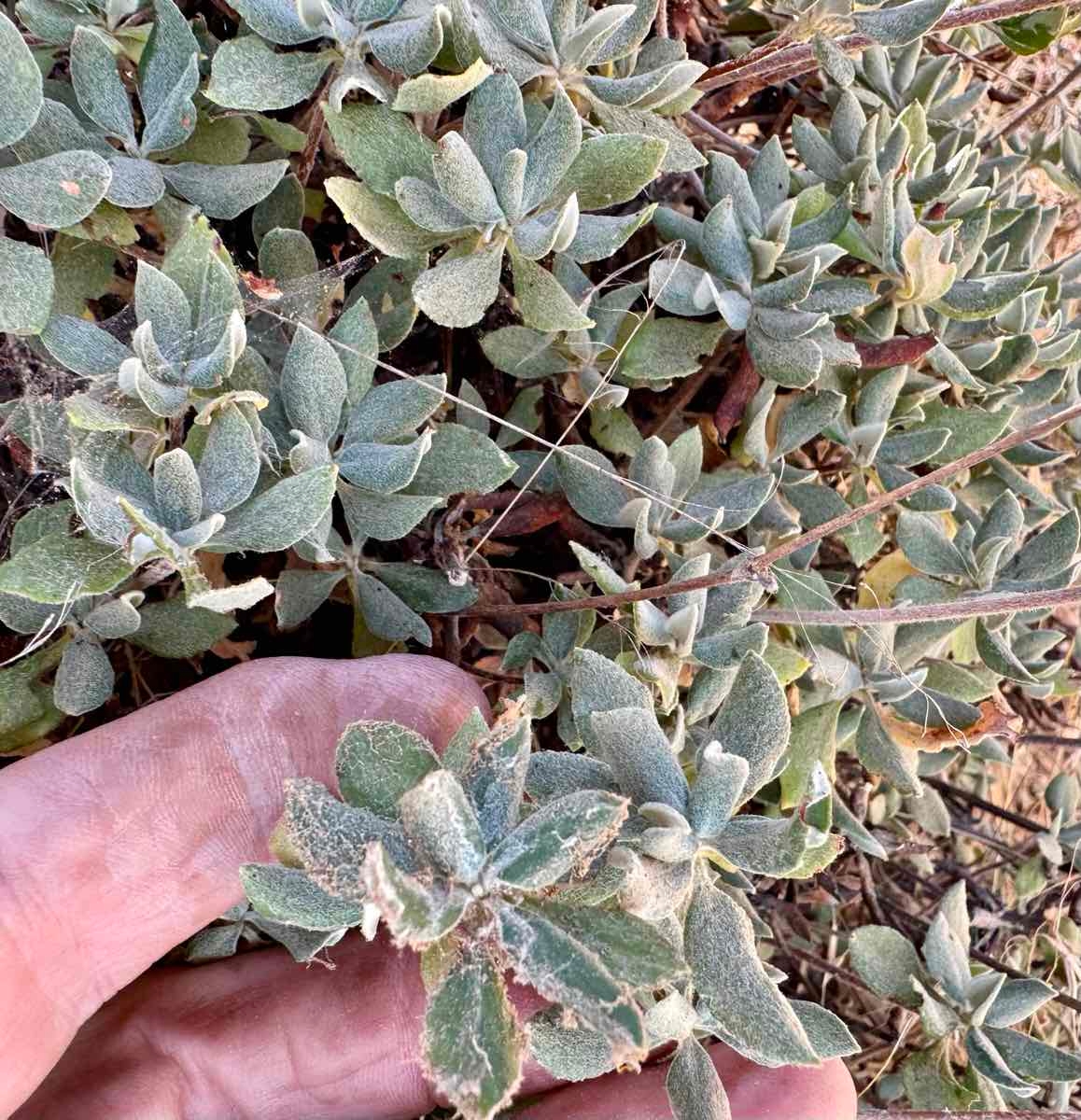 Eriogonum umbellatum var. munzii