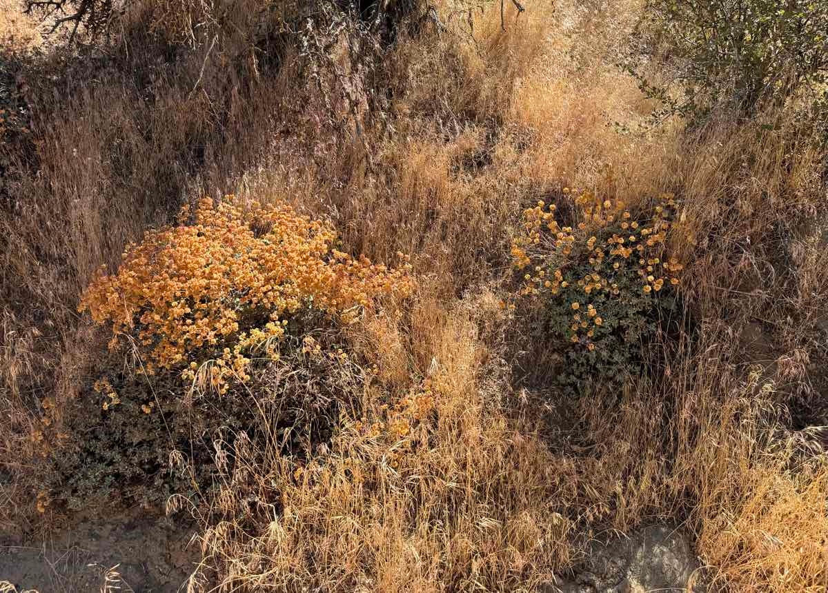 Eriogonum umbellatum var. munzii