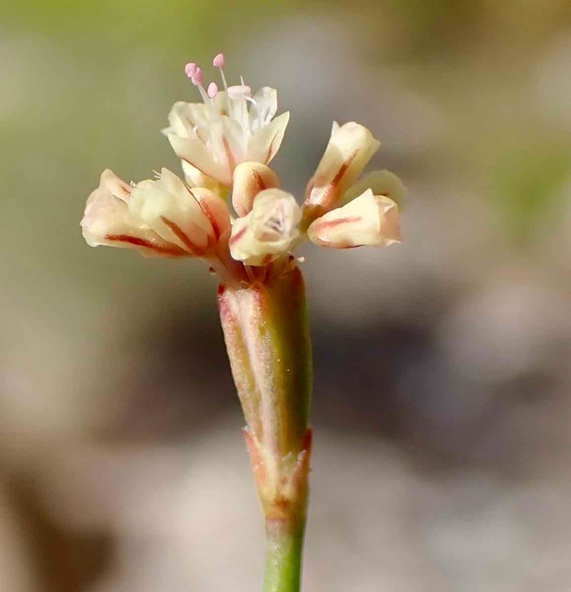 Eriogonum davidsonii