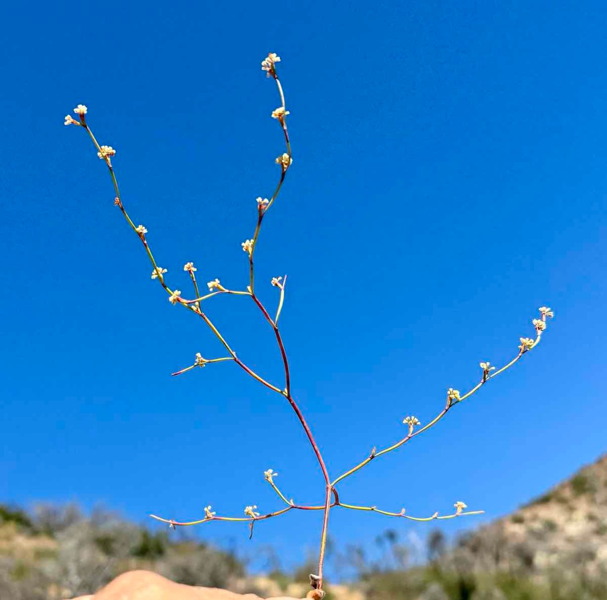 Eriogonum davidsonii