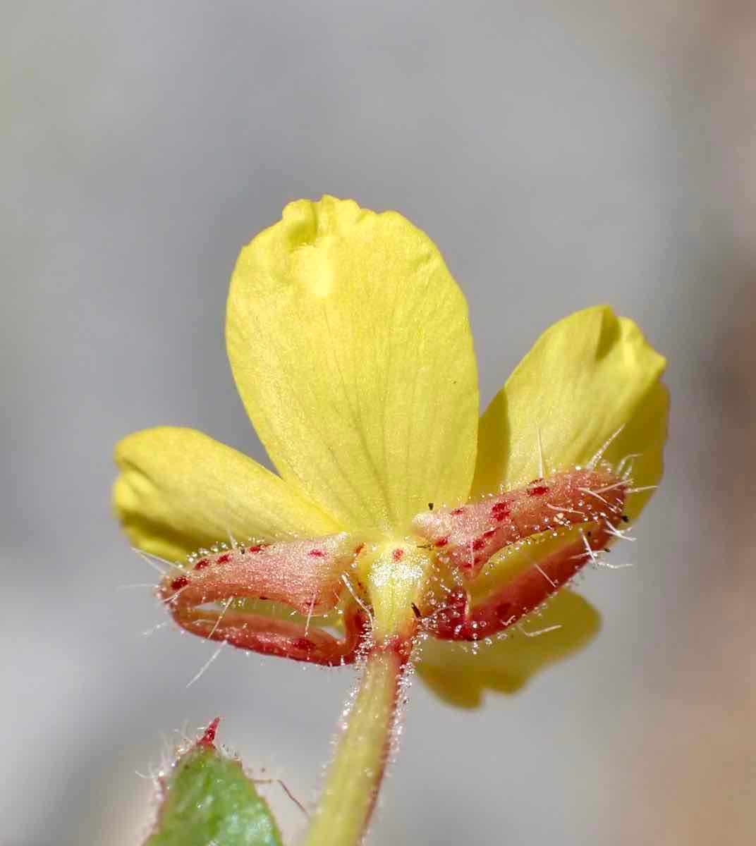 Camissoniopsis hirtella