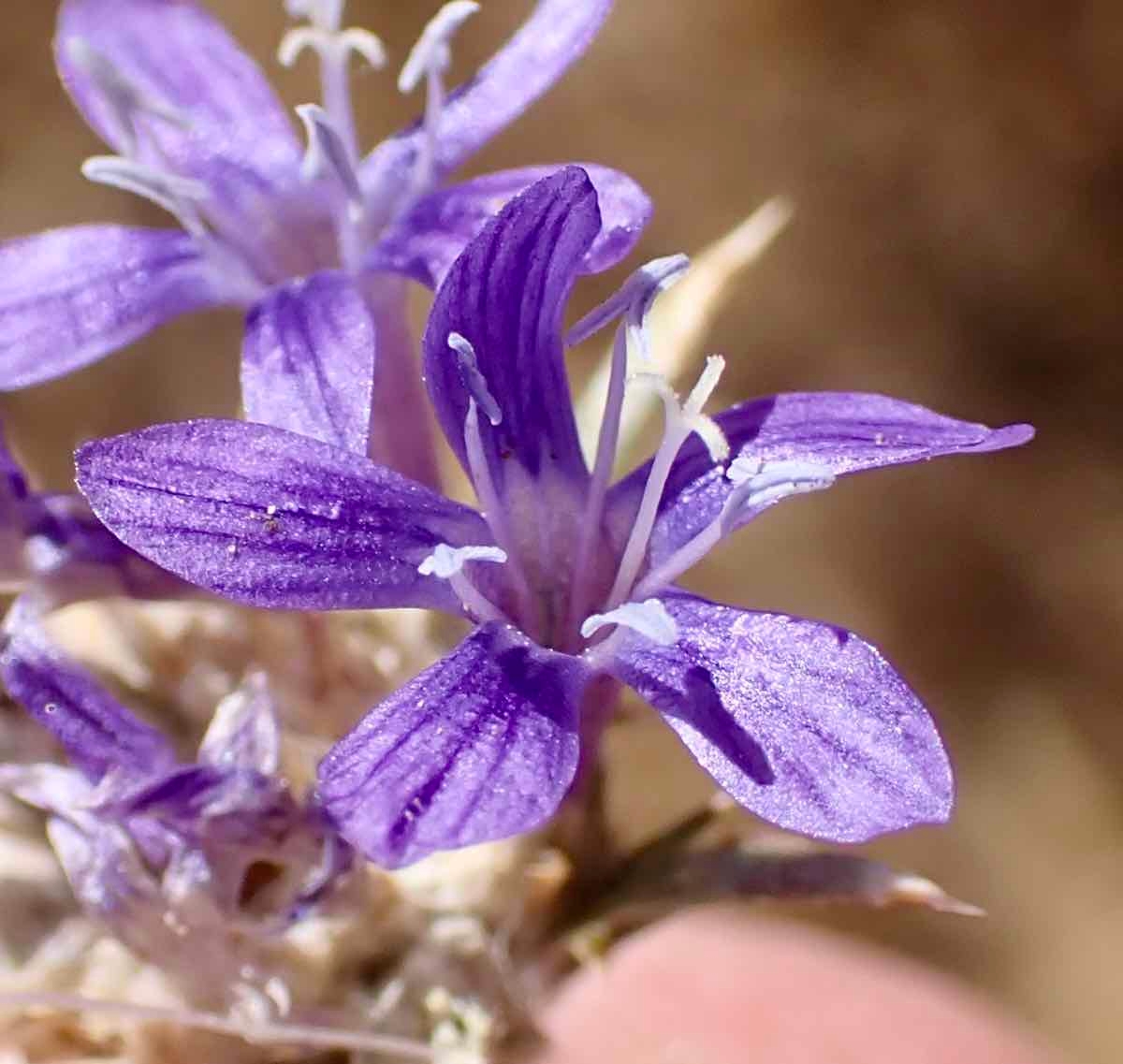 Eriastrum densifolium ssp. austromontanum