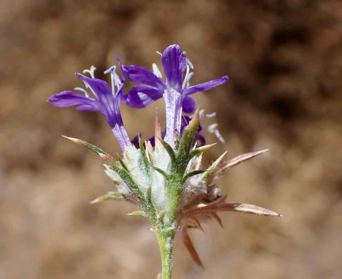 Eriastrum densifolium ssp. austromontanum