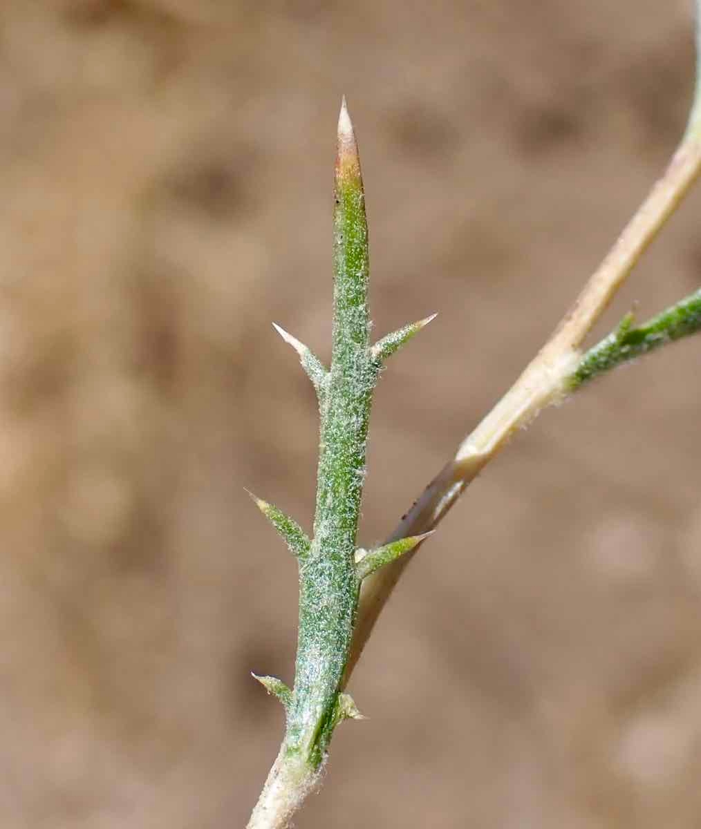 Eriastrum densifolium ssp. austromontanum