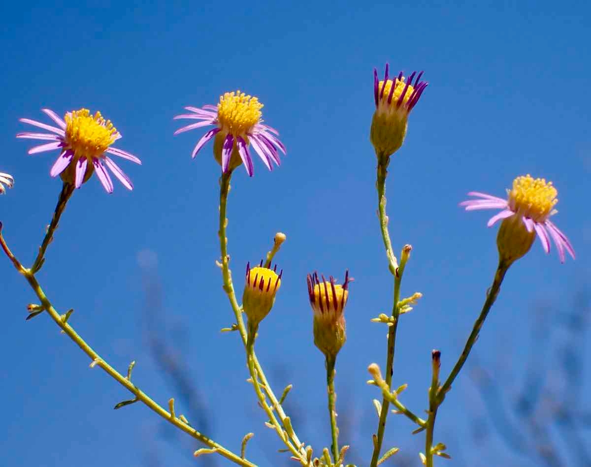 Erigeron foliosus var. foliosus