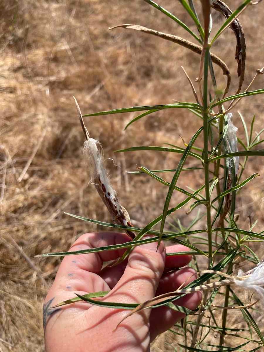 Asclepias fascicularis