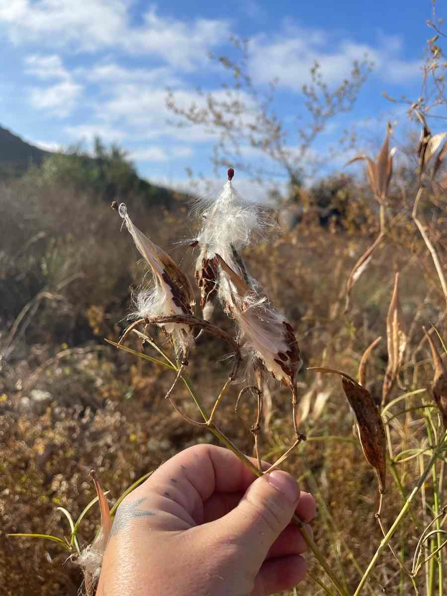 Asclepias fascicularis