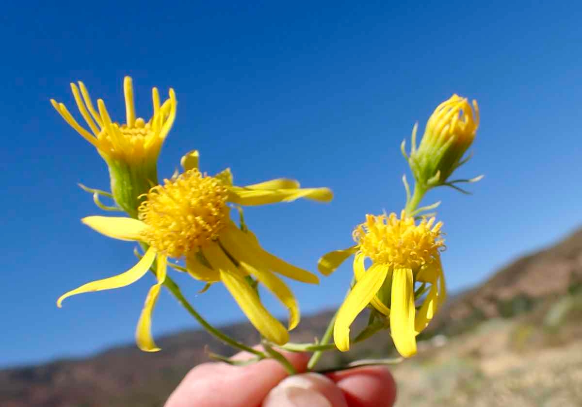 Senecio flaccidus var. douglasii