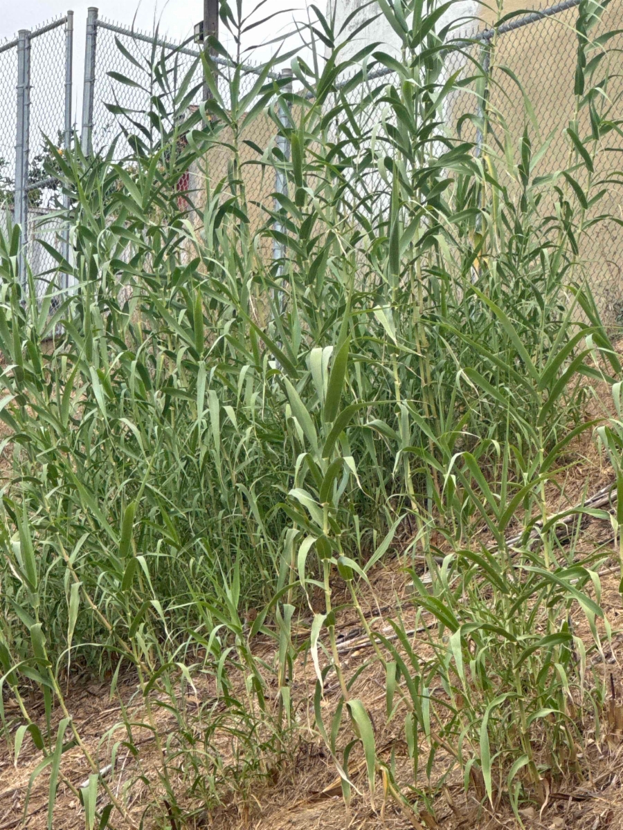 Arundo donax