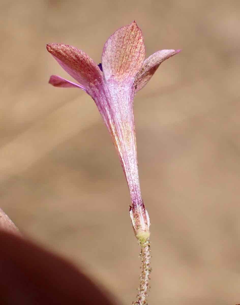 Saltugilia splendens ssp. splendens