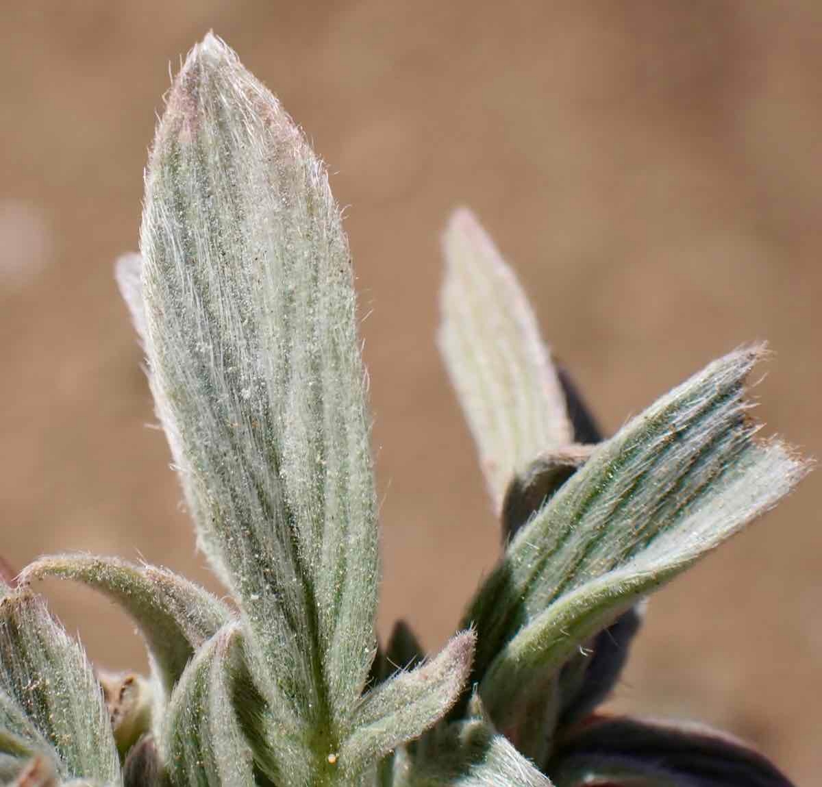 Phacelia imbricata var. imbricata