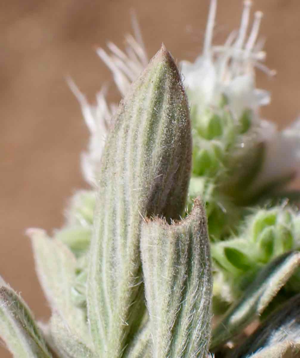 Phacelia imbricata var. imbricata