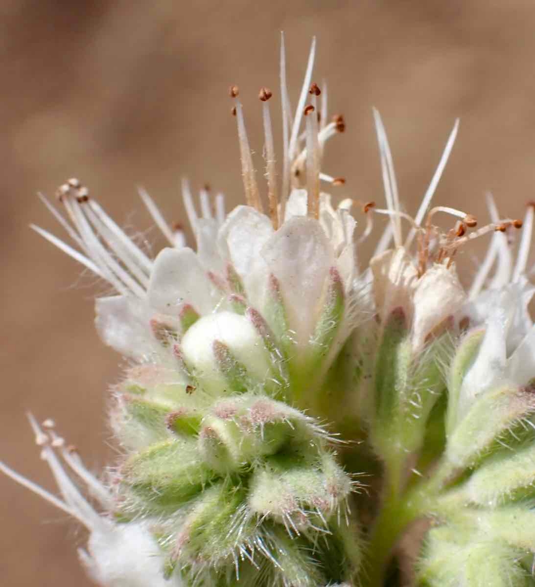 Phacelia imbricata var. imbricata