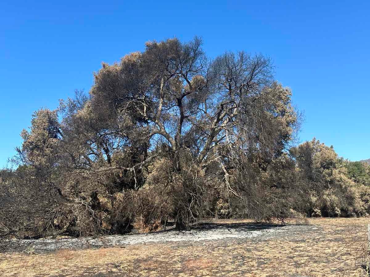 Quercus agrifolia var. agrifolia