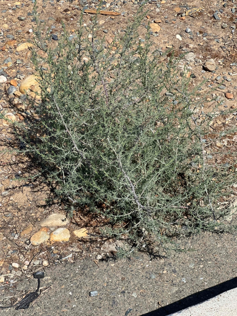 Salsola tragus