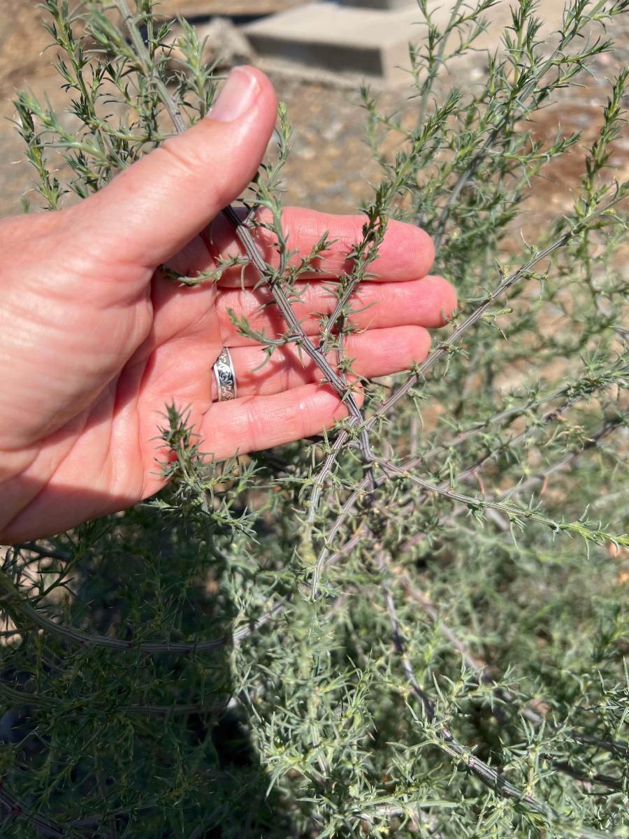 Salsola tragus