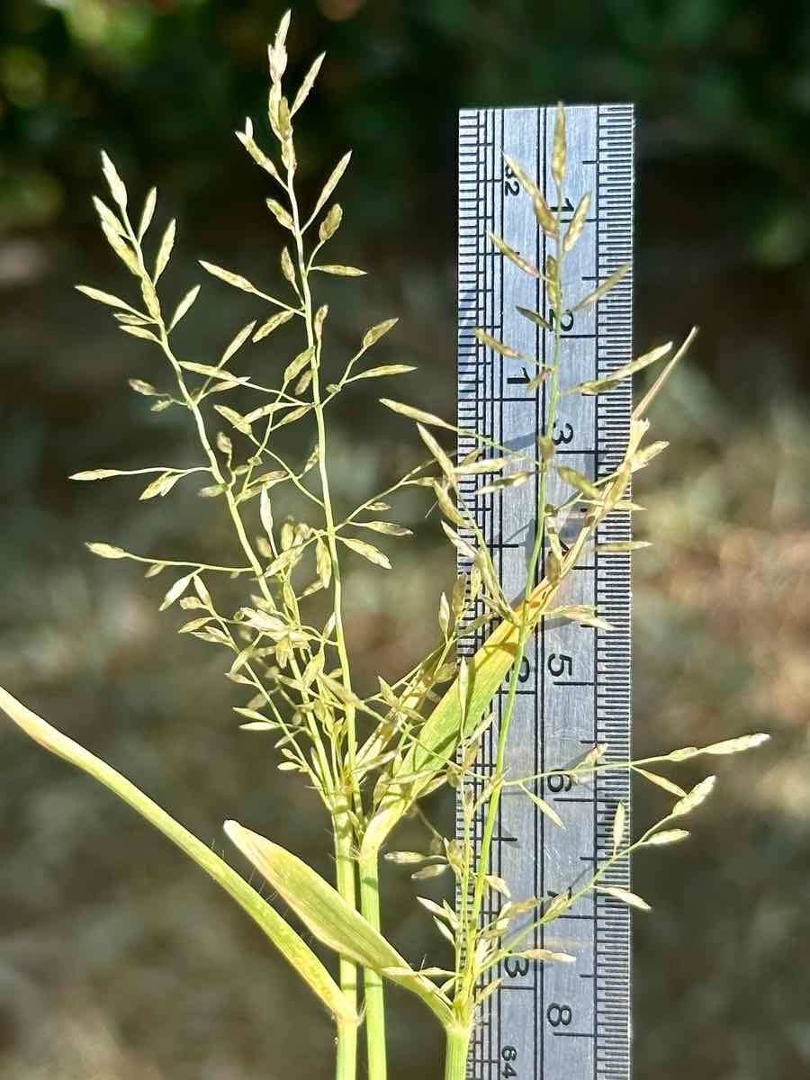 Eragrostis barrelieri