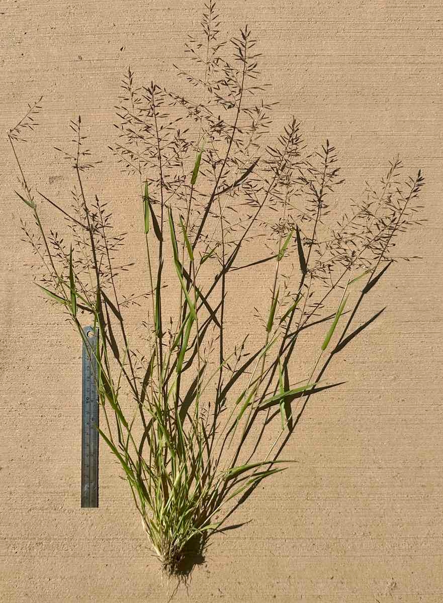 Eragrostis barrelieri