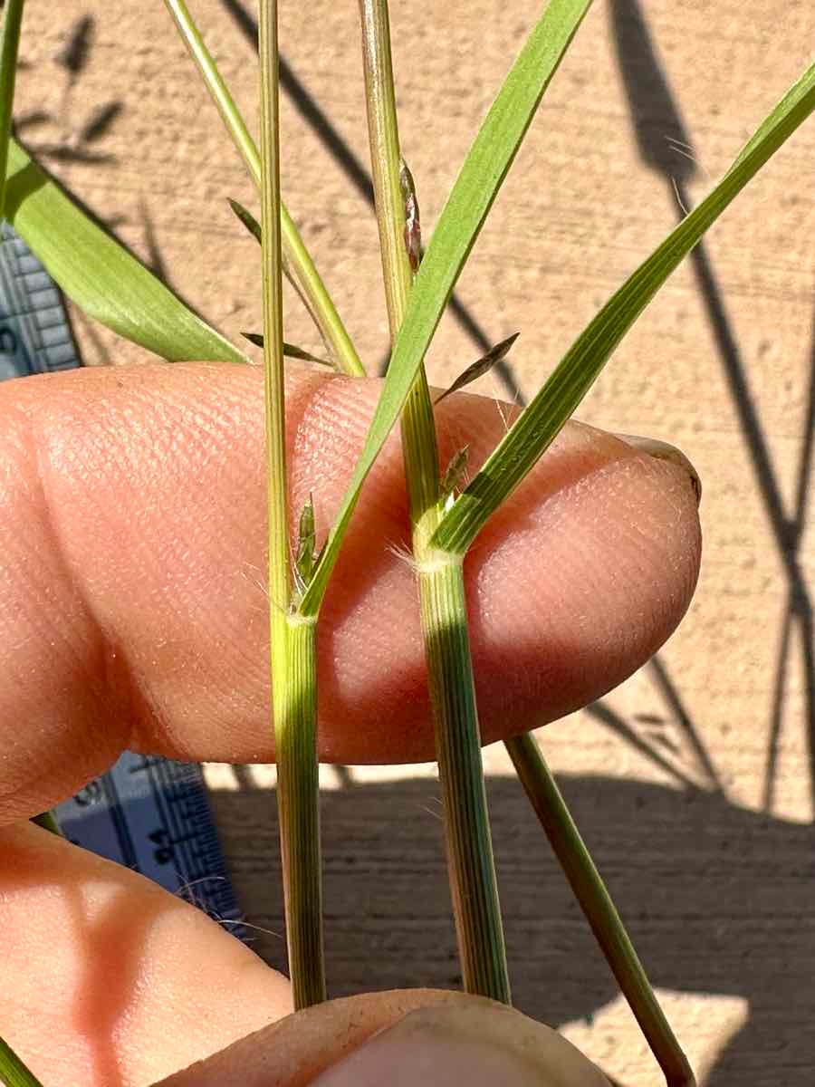 Eragrostis barrelieri