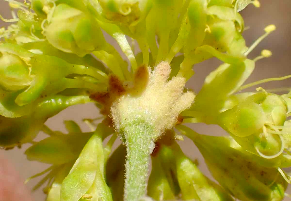 Eriogonum umbellatum var. ahartii