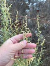 Atriplex canescens